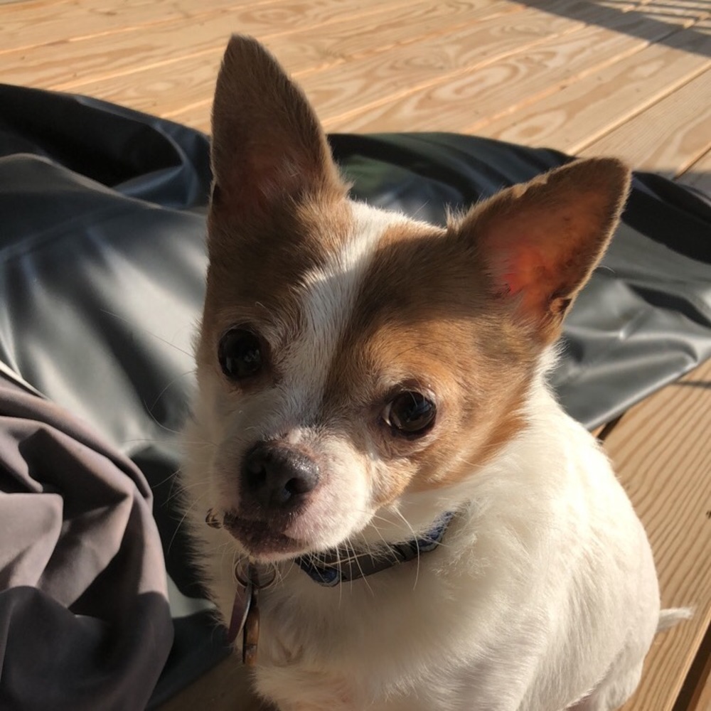 Meet your Posher, Sami